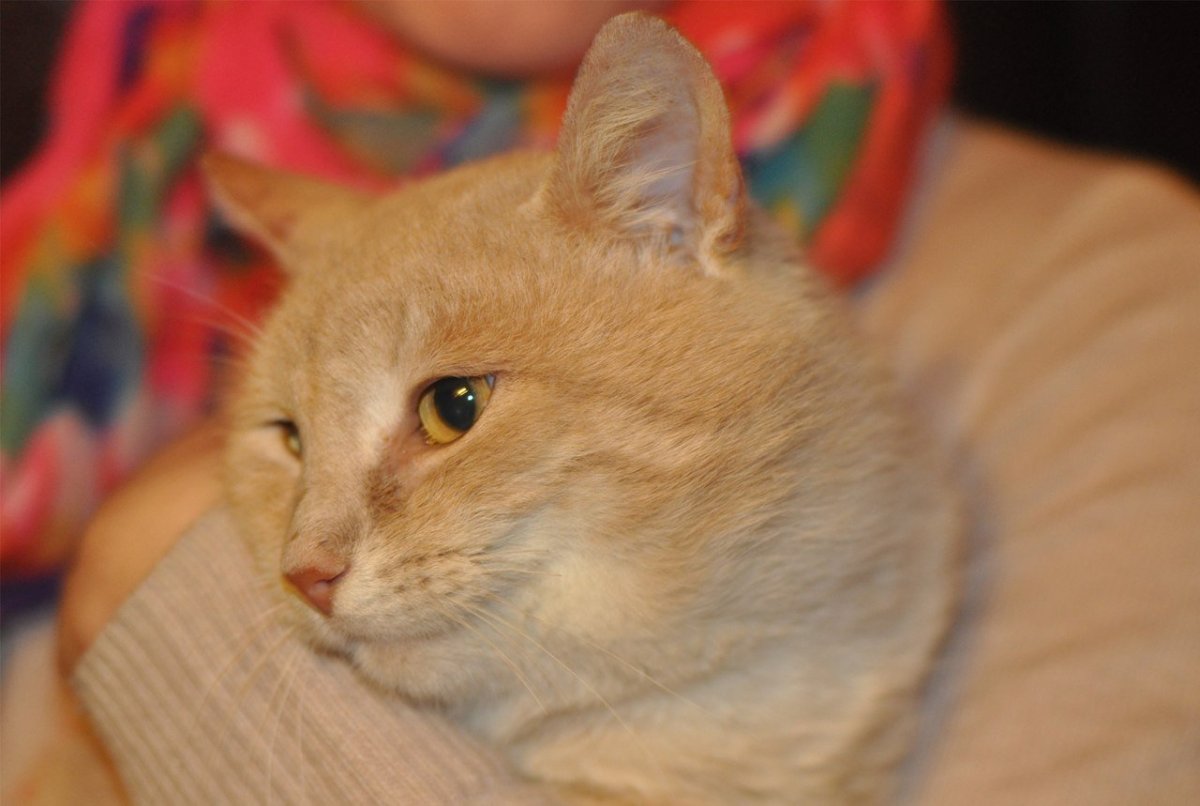Персиковый кот порода Сибирский