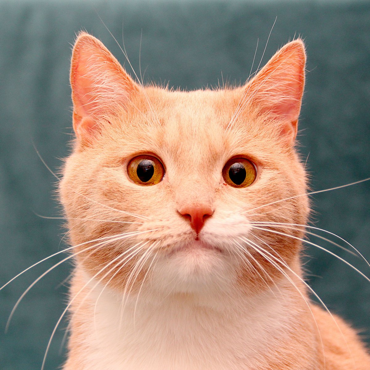 Котята персикового окраса