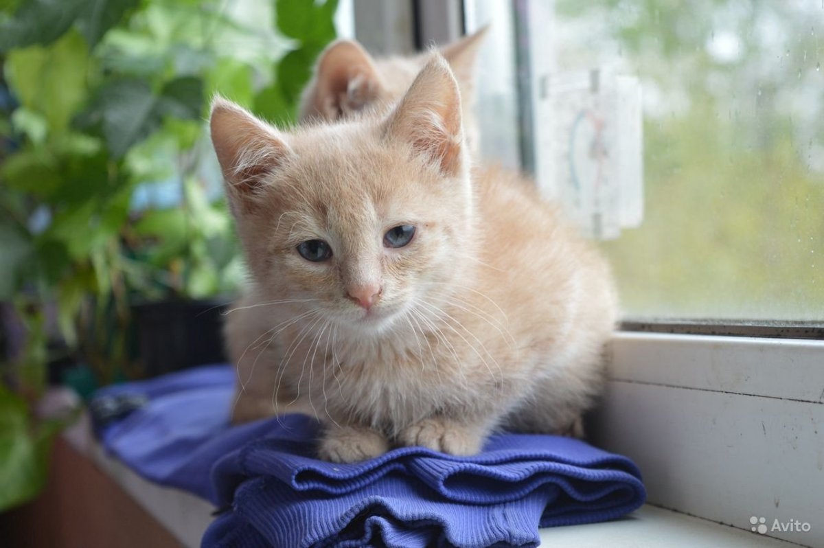 Персиковый котик