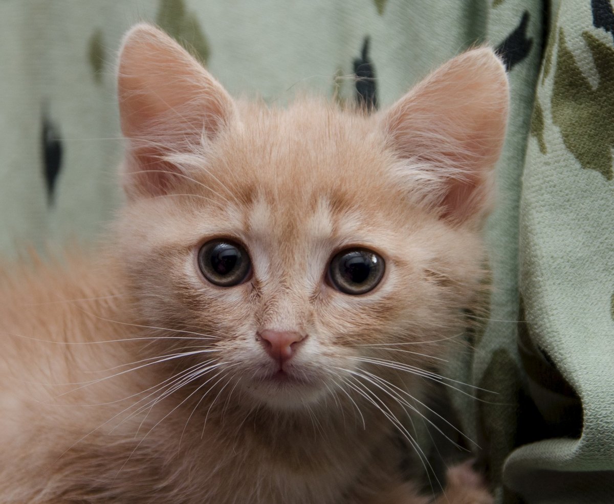 Британский Карташевский кот персиковый