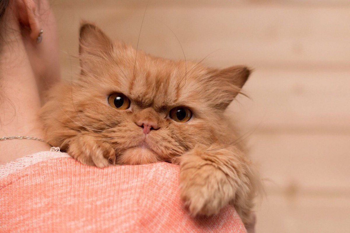 Персиковый кот порода