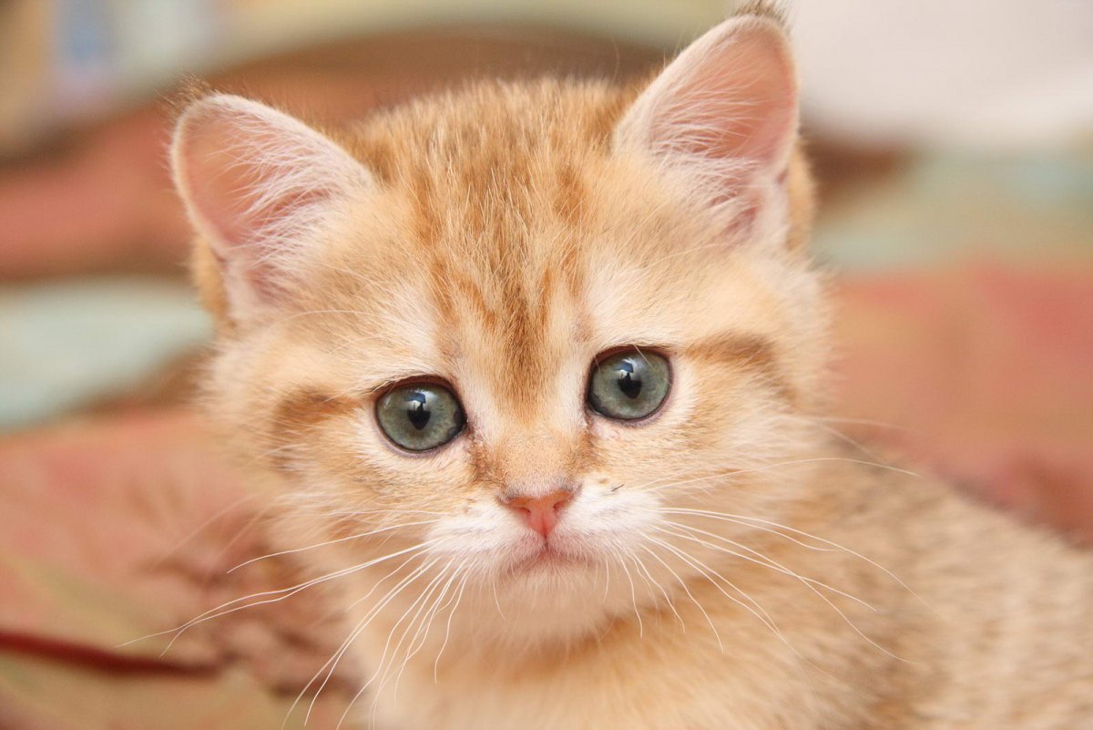 Сибирский гладкошерстный персиковый