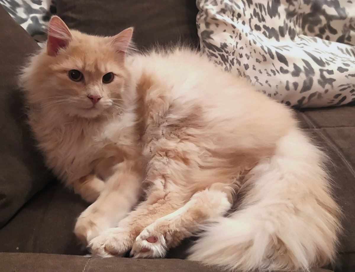 Персиковый кот порода