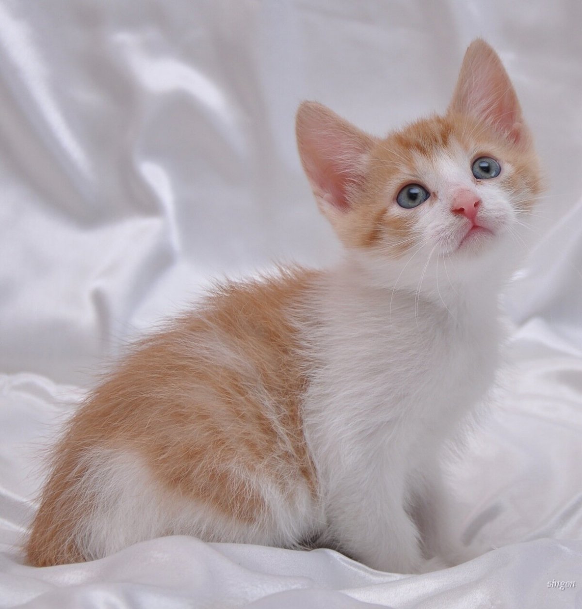 Котята персикового окраса