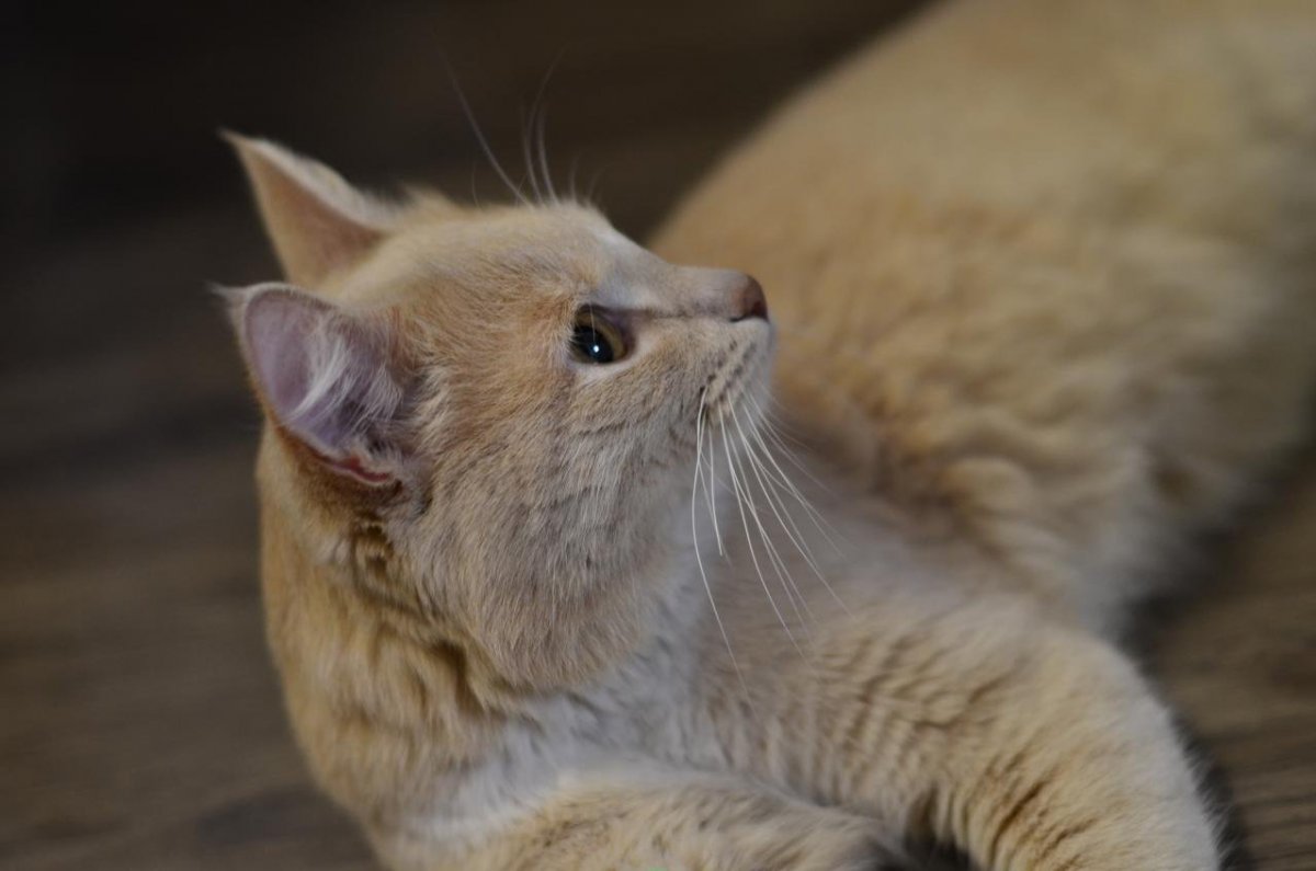 Сибирский гладкошерстный персиковый кот