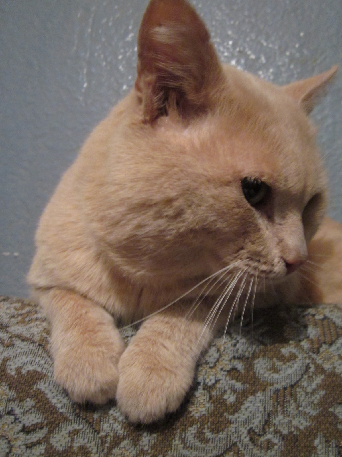 Сибирский кот персикового окраса