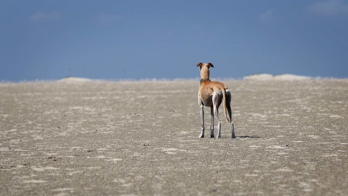 Мексиканская дворняга