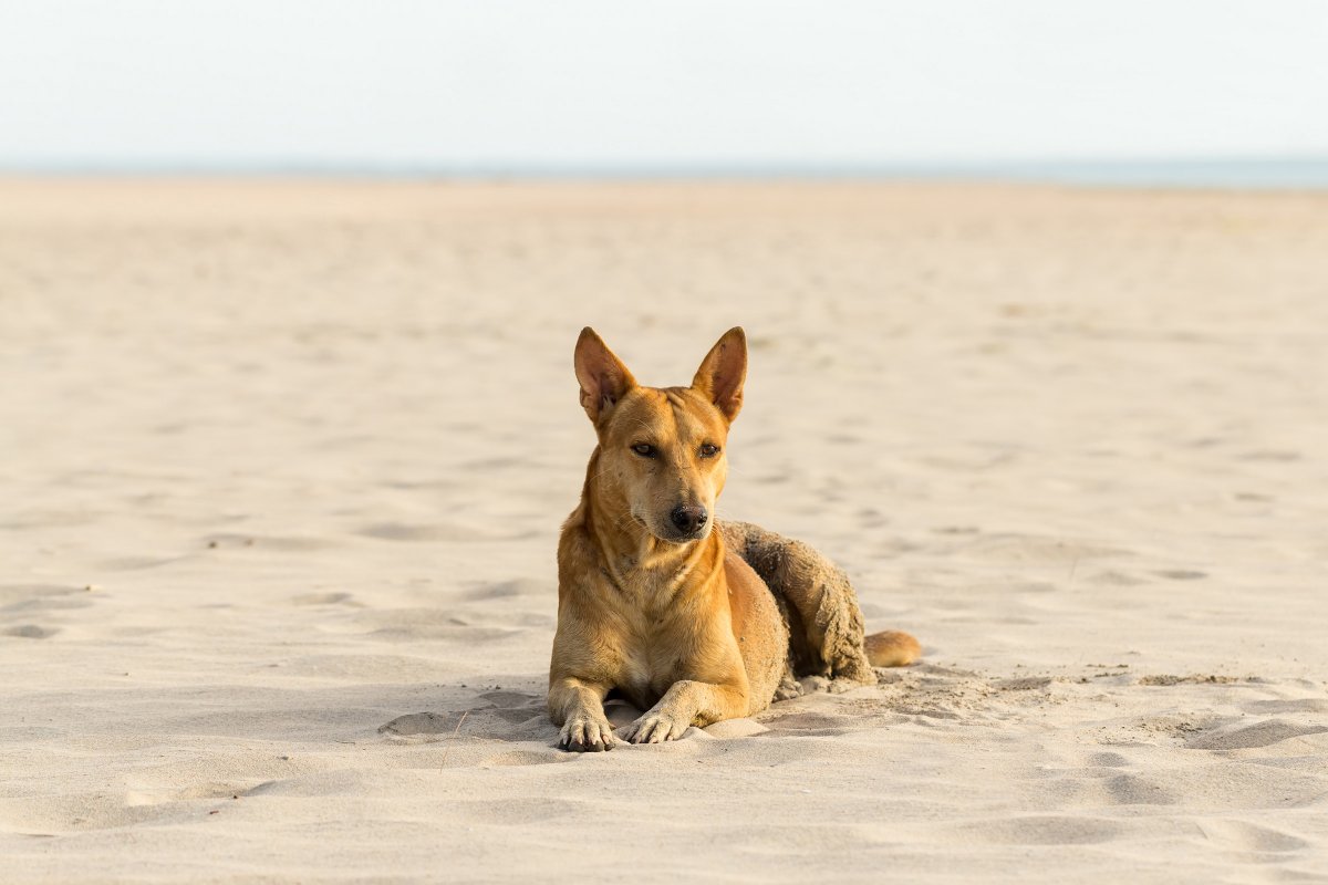 Собака в пустыне