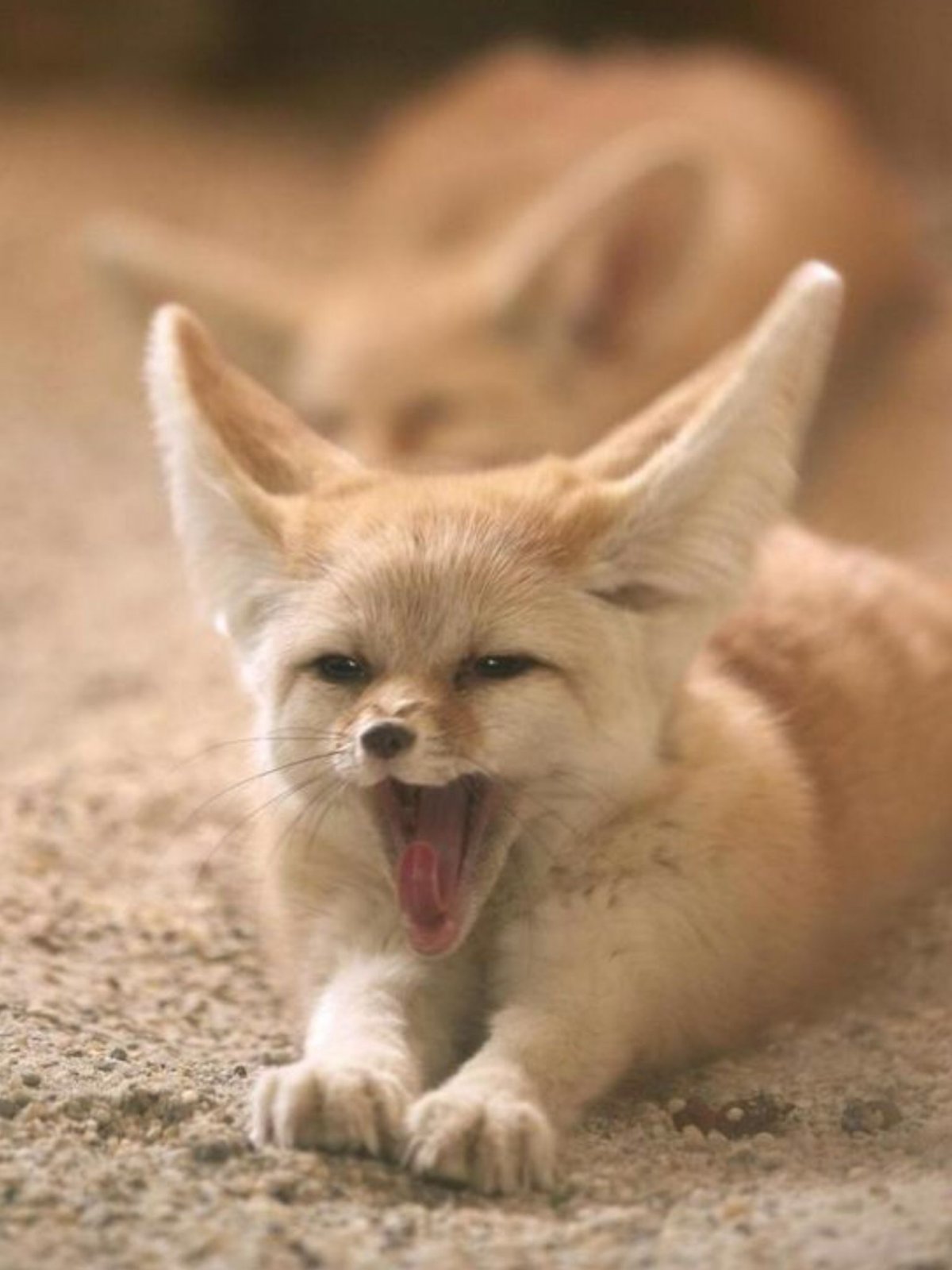 Салюки в пустыне