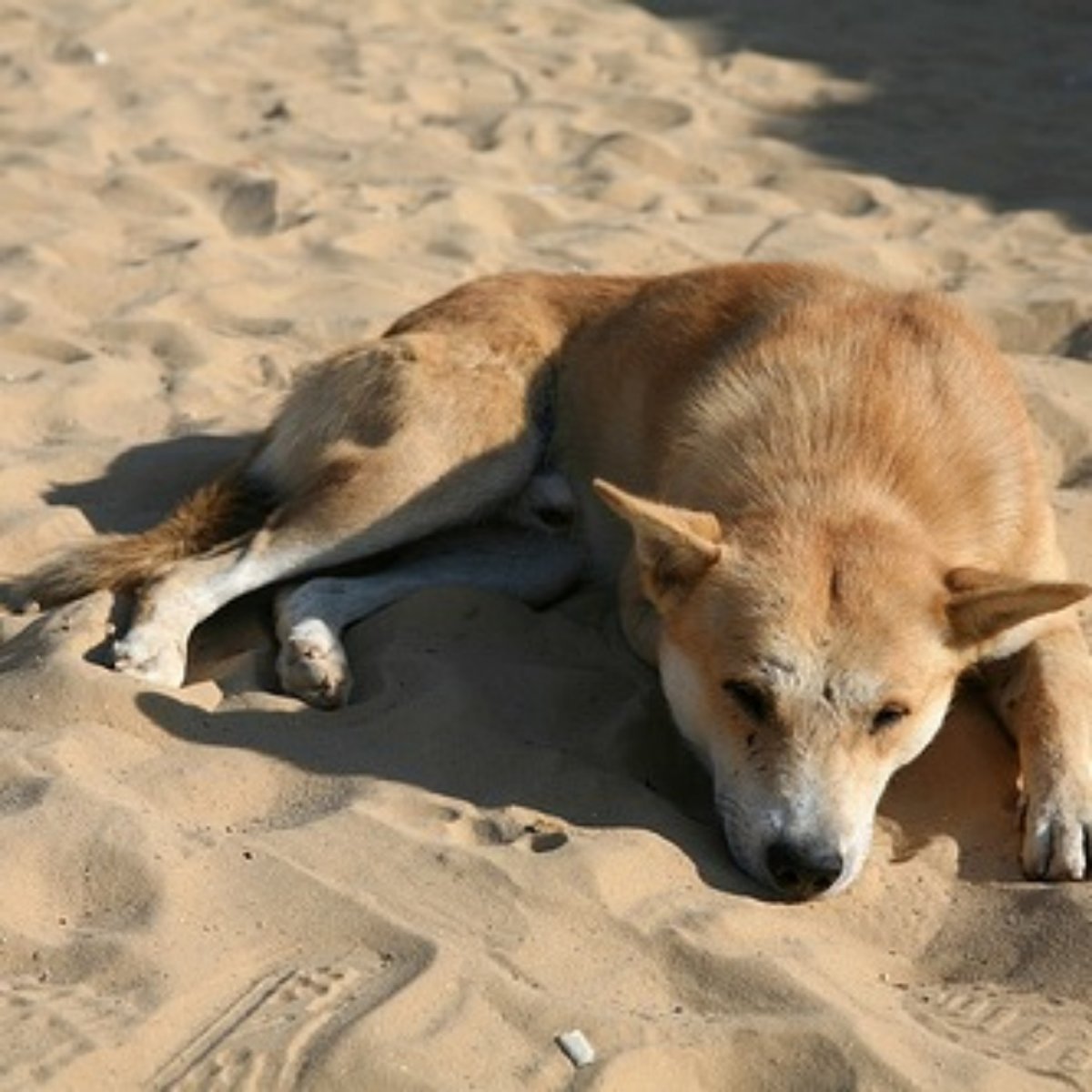 Пустынная собака