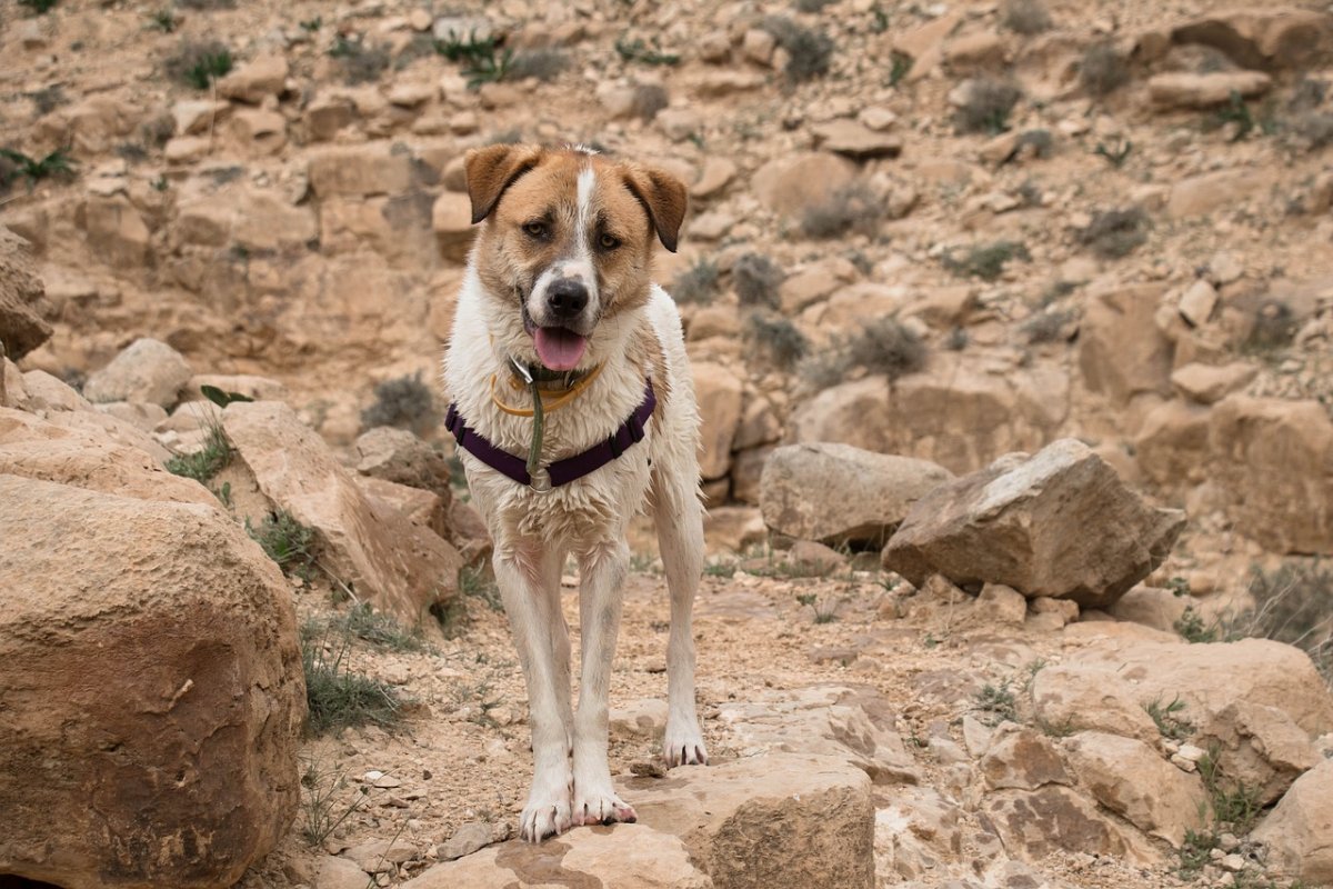 Пустынный пес