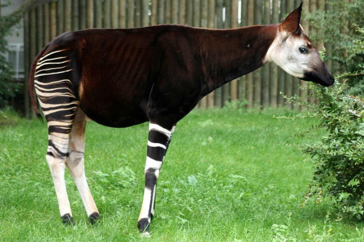 Заповедник окапи