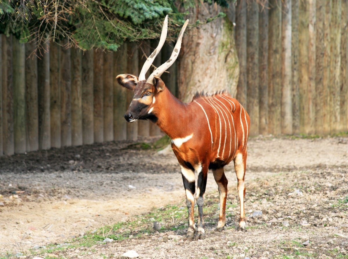 Tragelaphus eurycerus