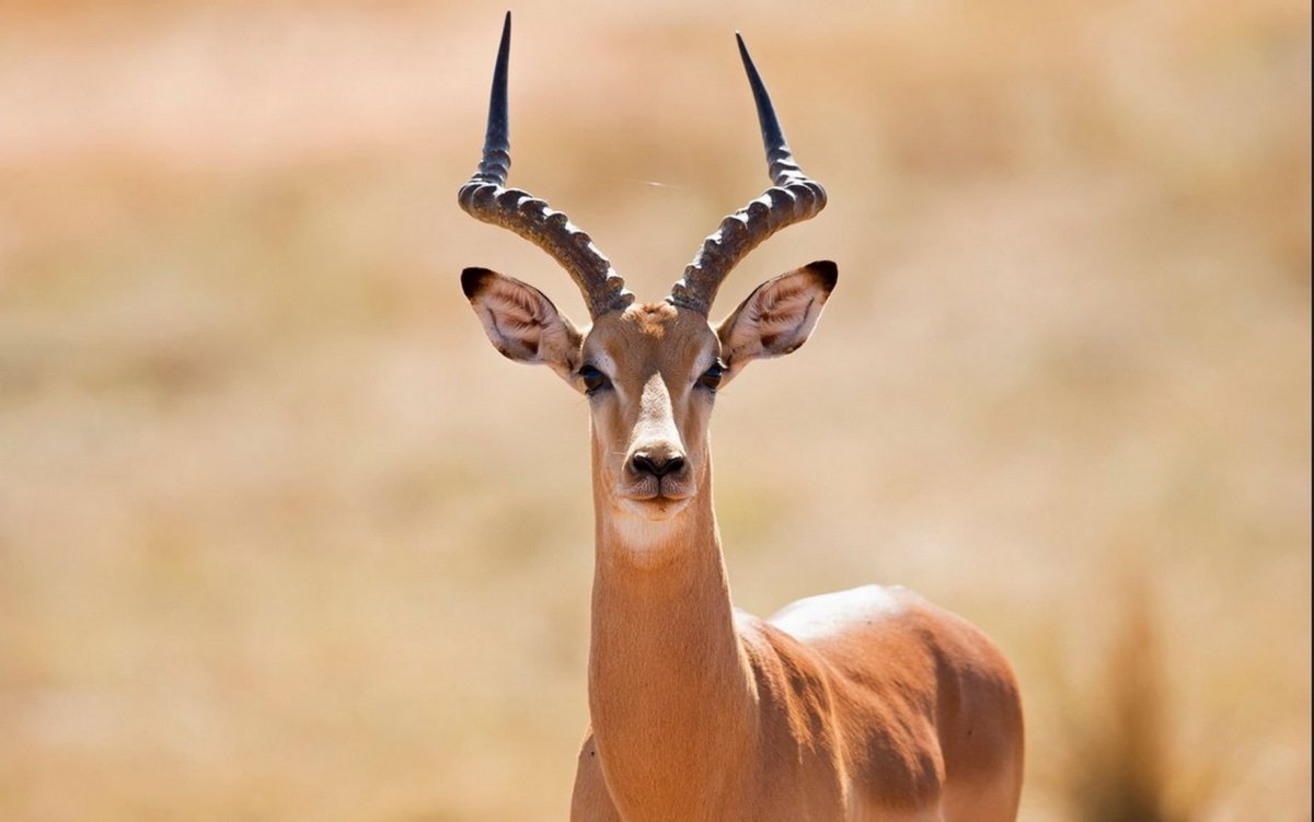 Антилопа Джейран рога