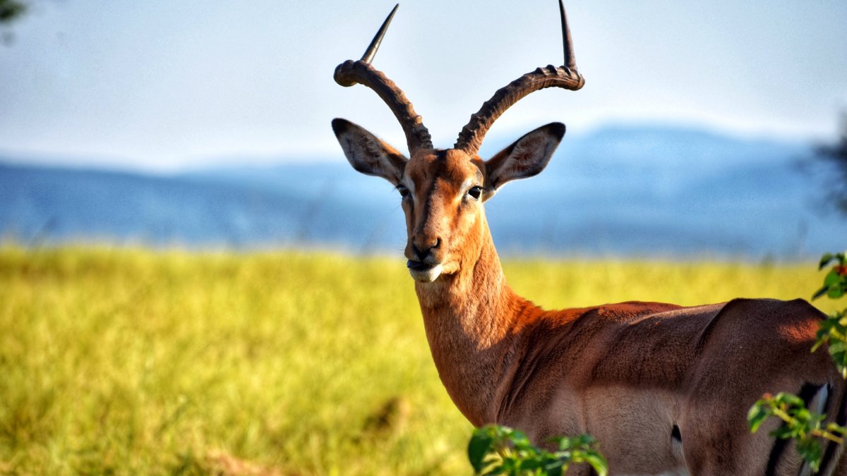 Олень антилопа Сайгак