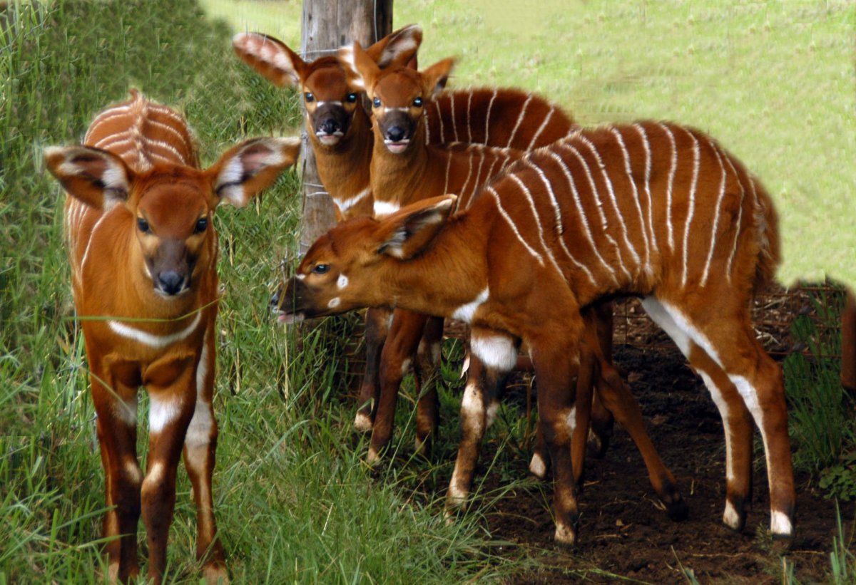 Бонго животное Африки