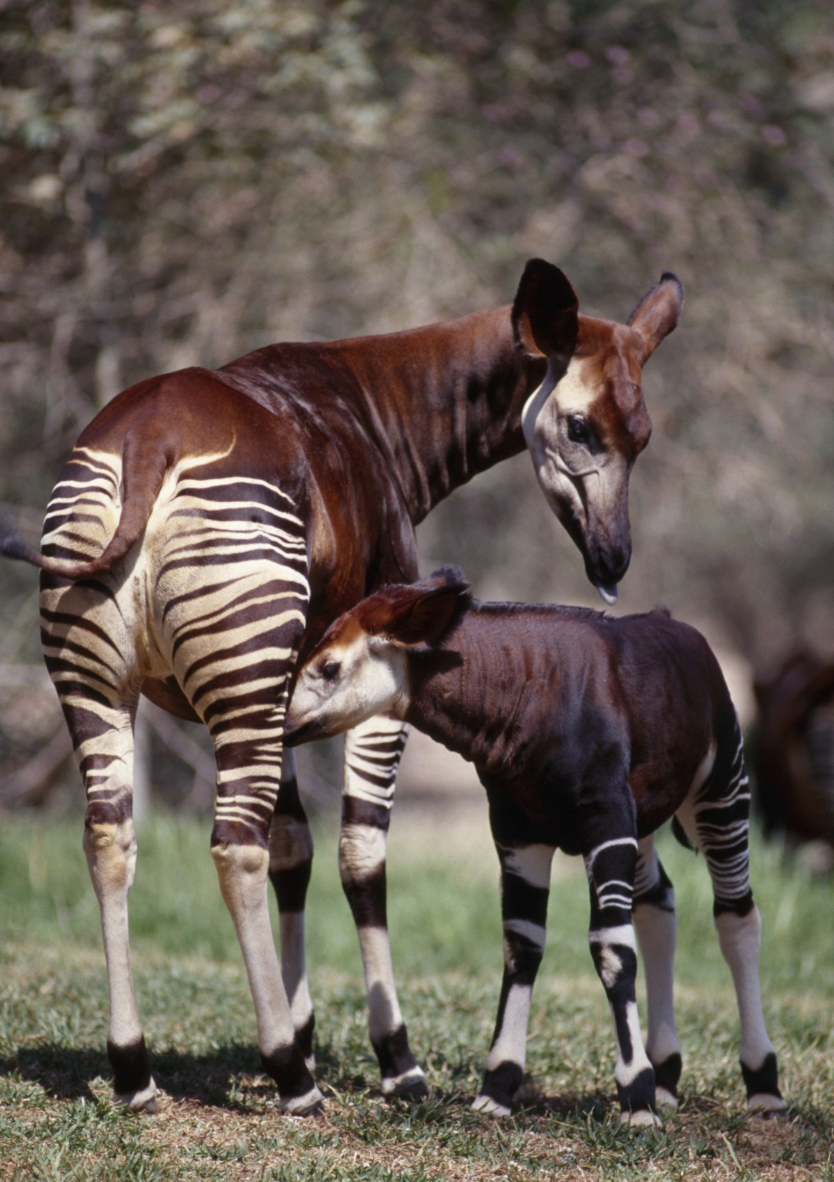 Жирафовые окапи семейство окапи