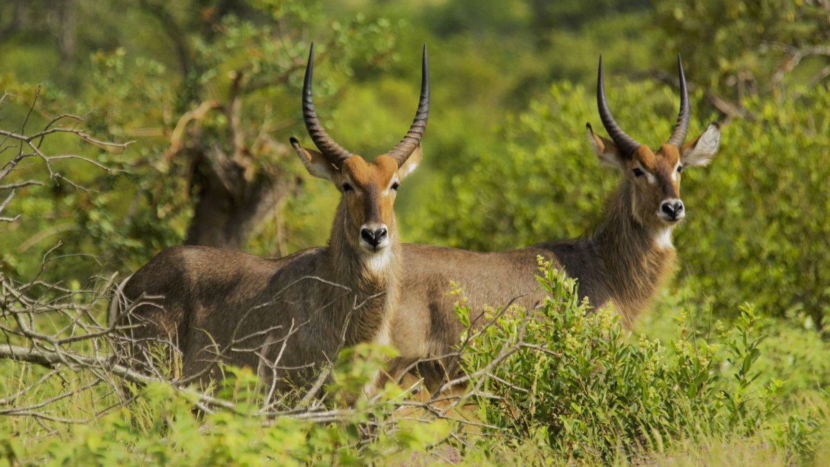 Остророгая антилопа