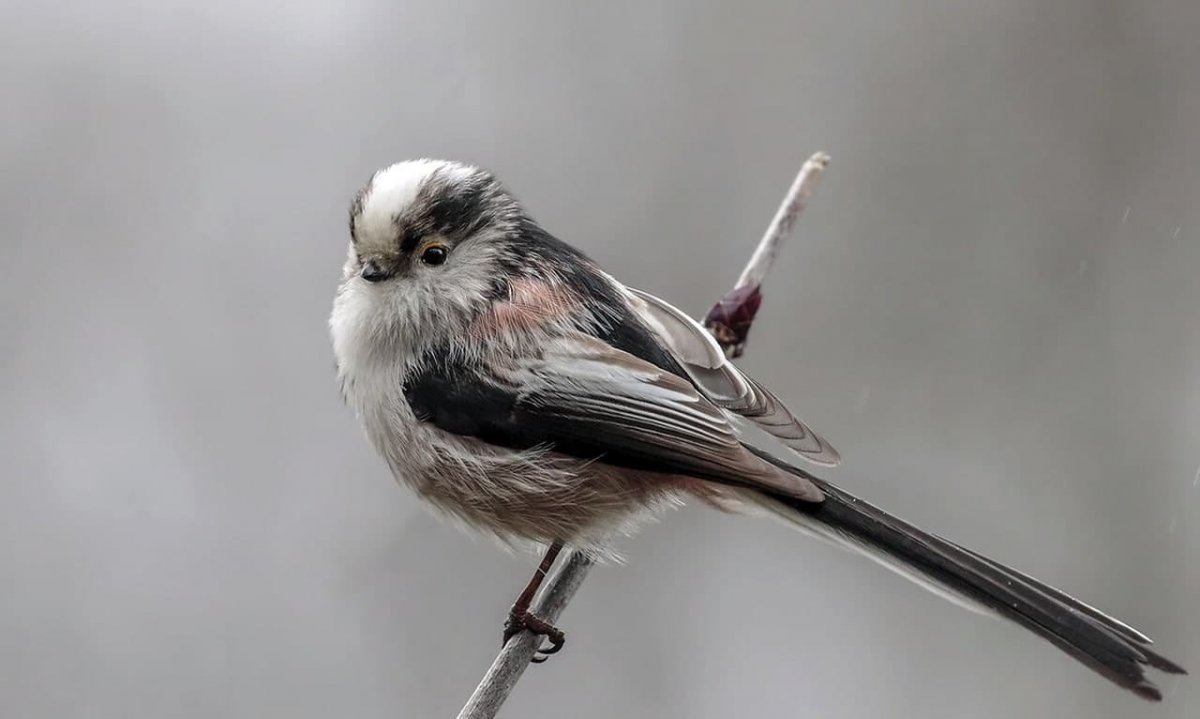 Колибри дивный Шпательтэил