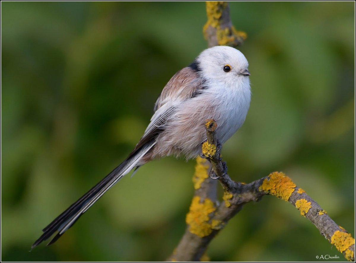 Маленькие птички с раздвоенным хвостом