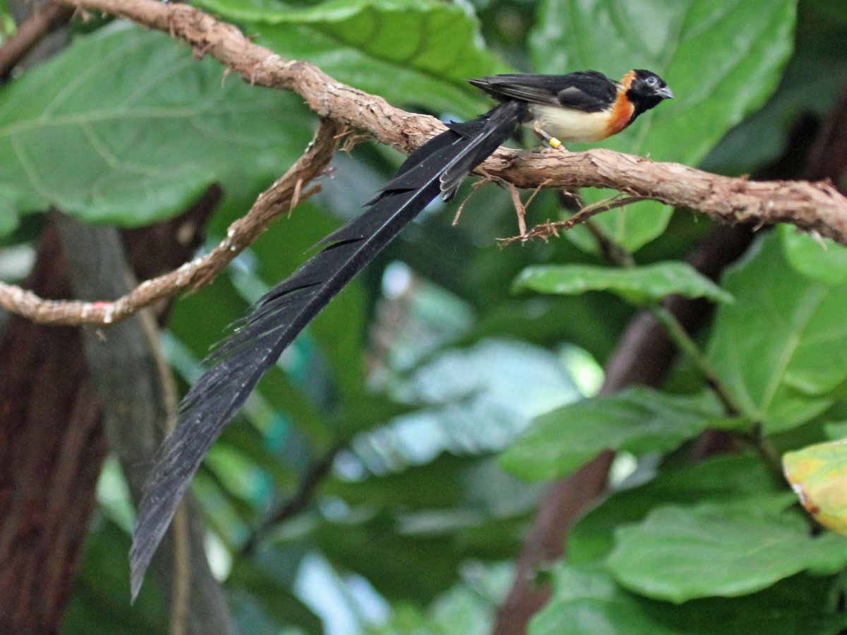 Длиннохвостый Ткач