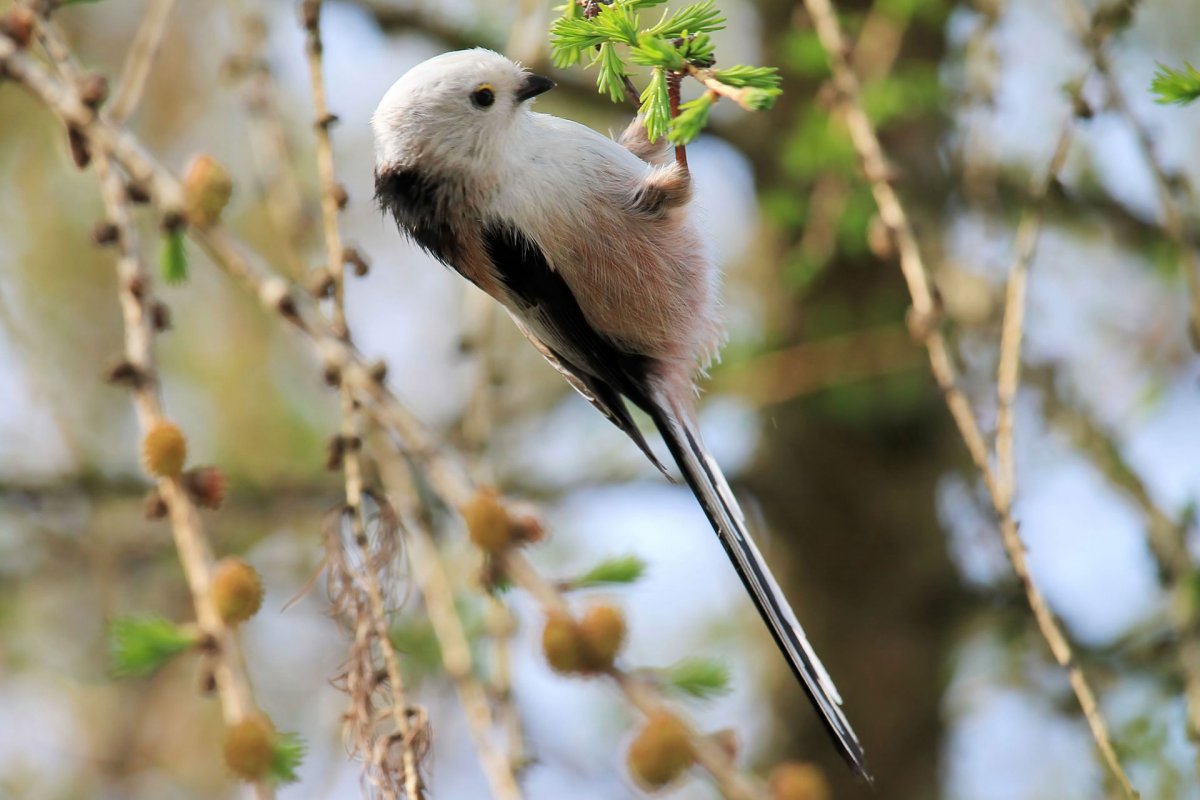 Джонсон Чуа птица