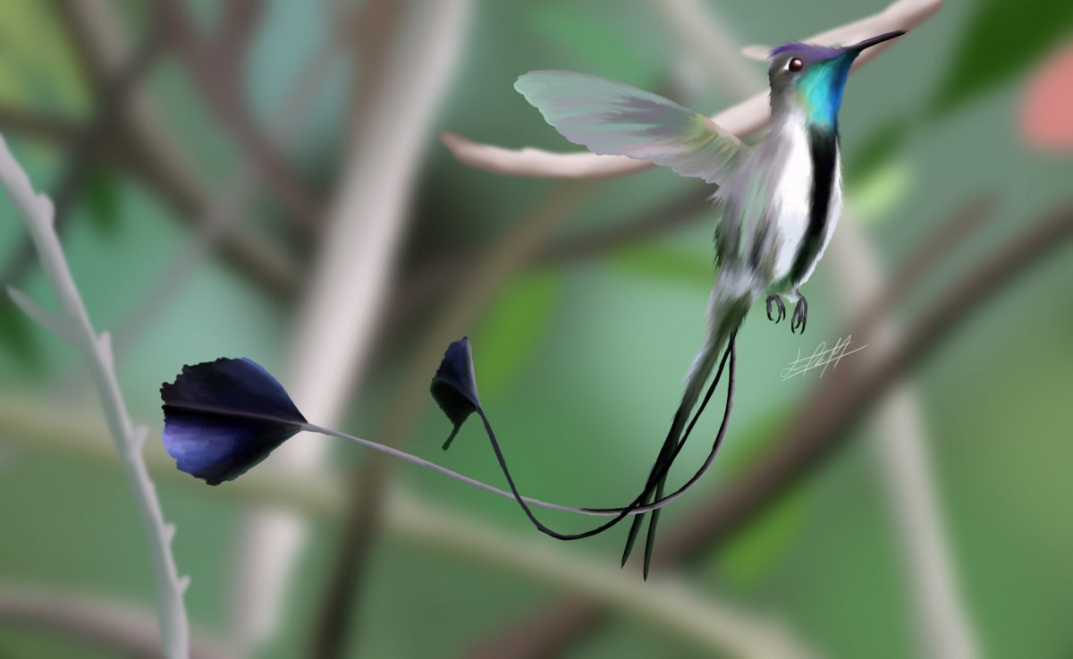 Сорочий сорокопут птица