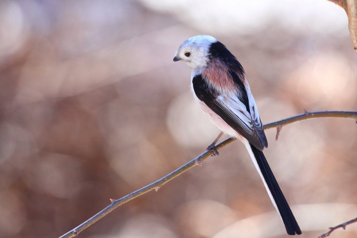 Птица хвост вилкой
