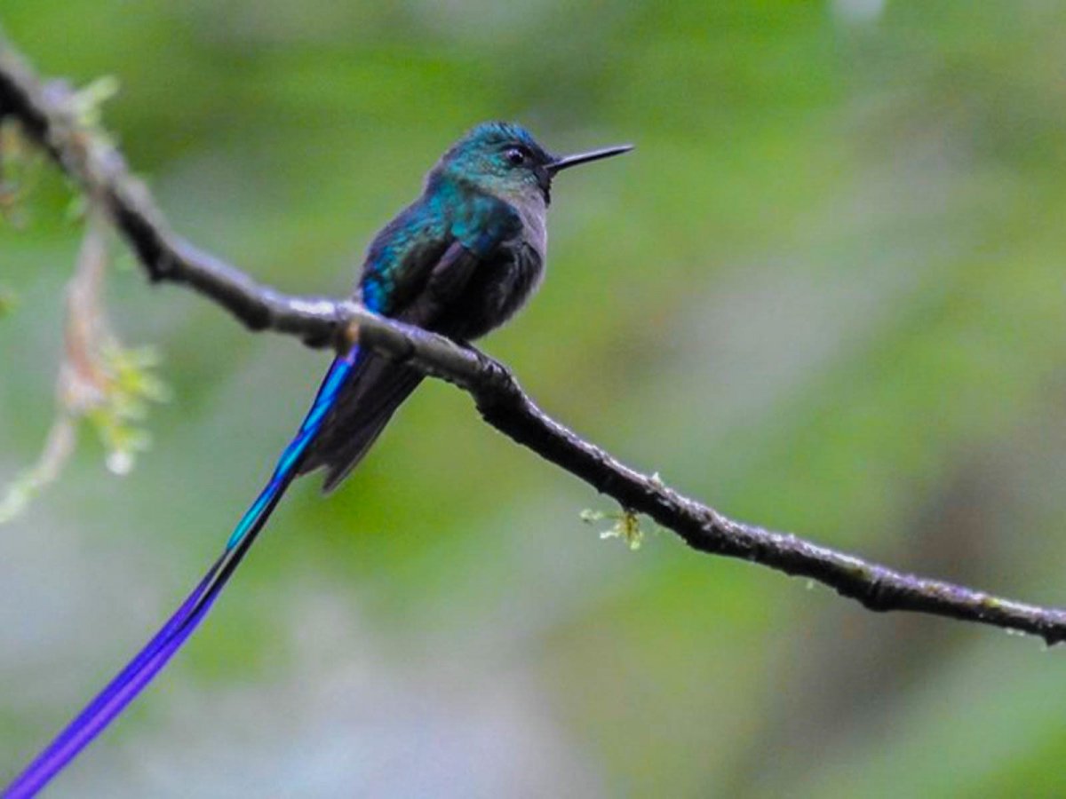 Длиннохвостая синица ареал обитания