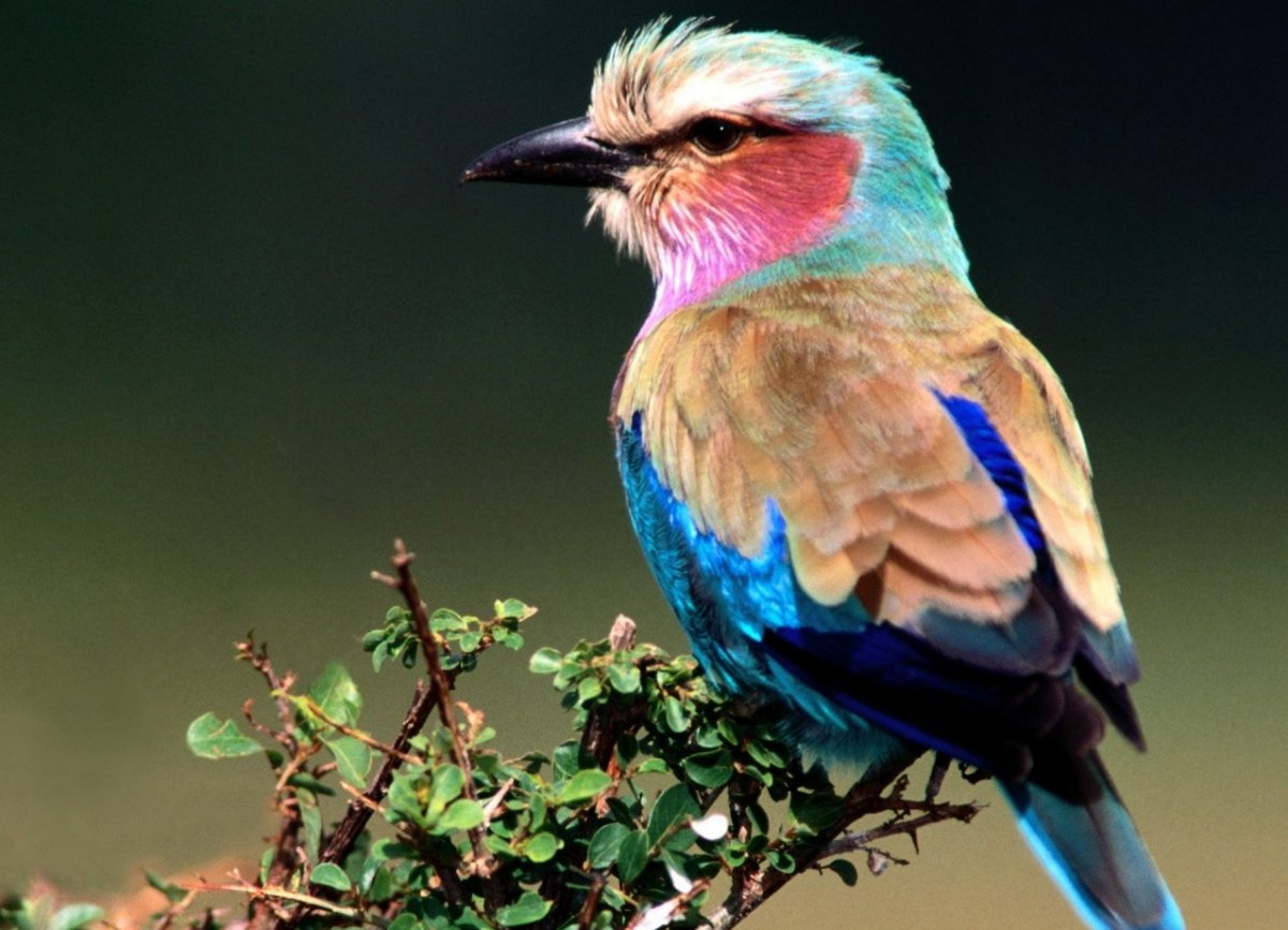 Разноцветные птицы