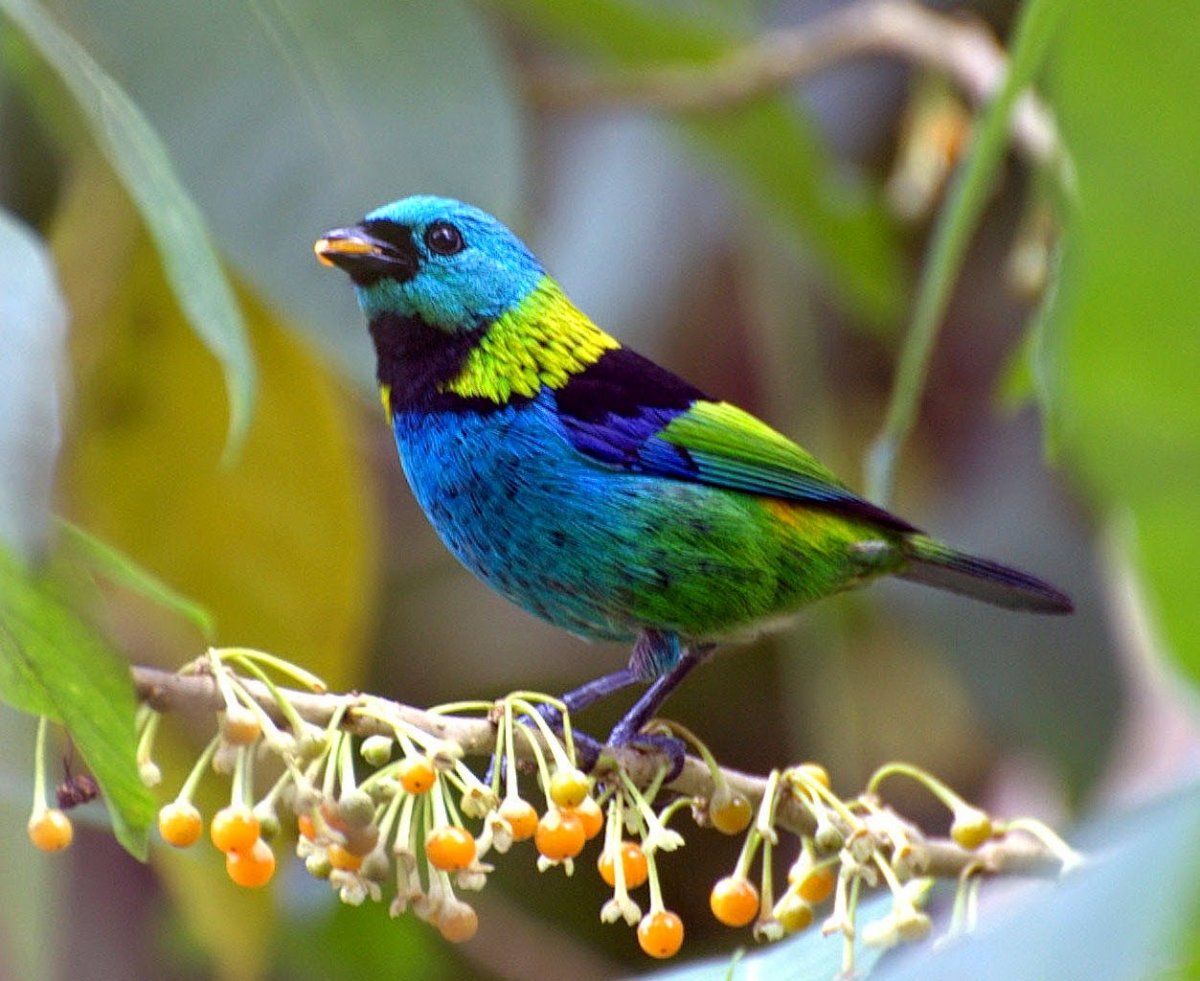 Синешапочная танагра