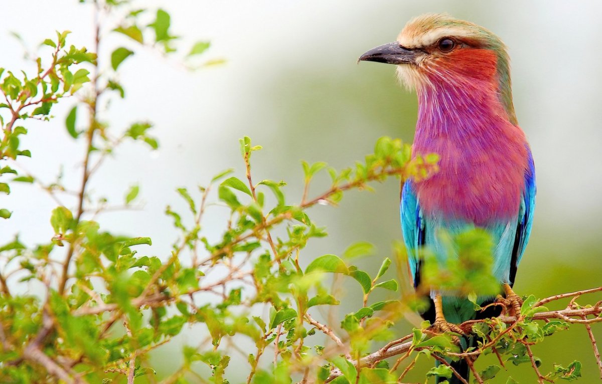 Сизоворонка птица