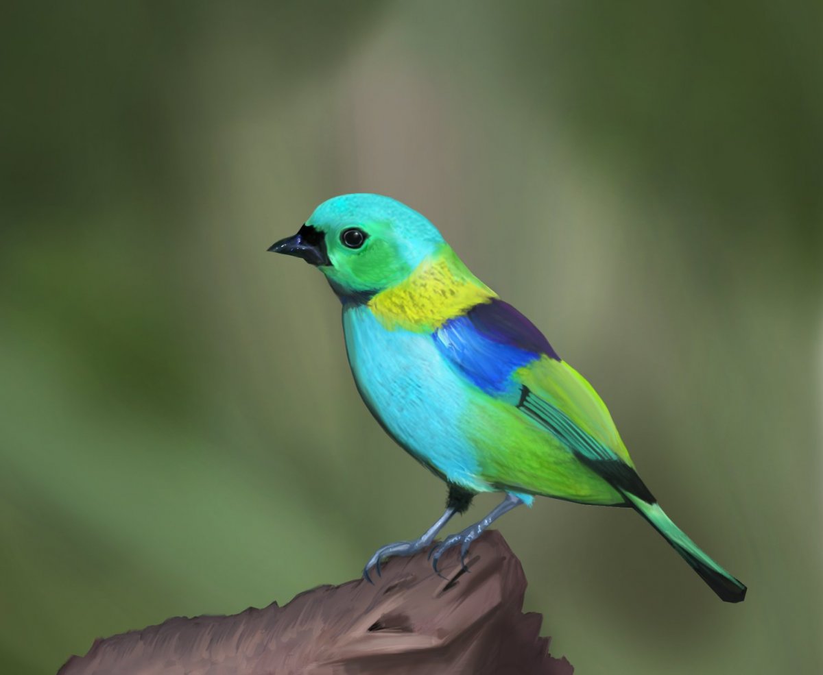 Кайеннская танагра