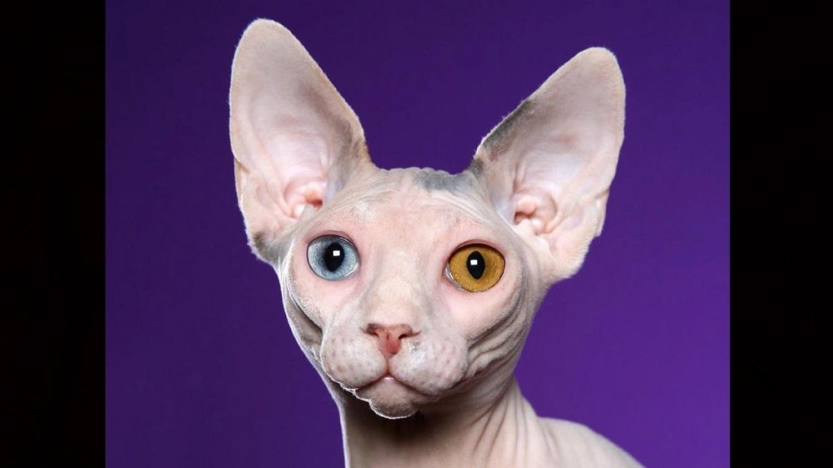 Донской сфинкс Бамбино