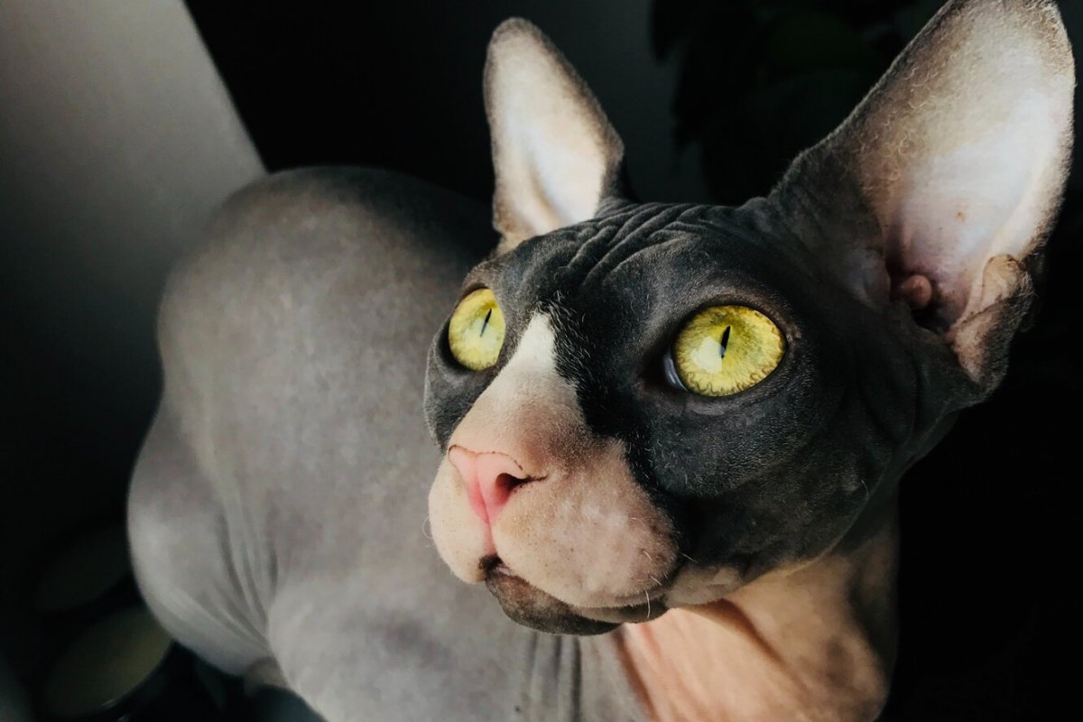 Коты сфинксы