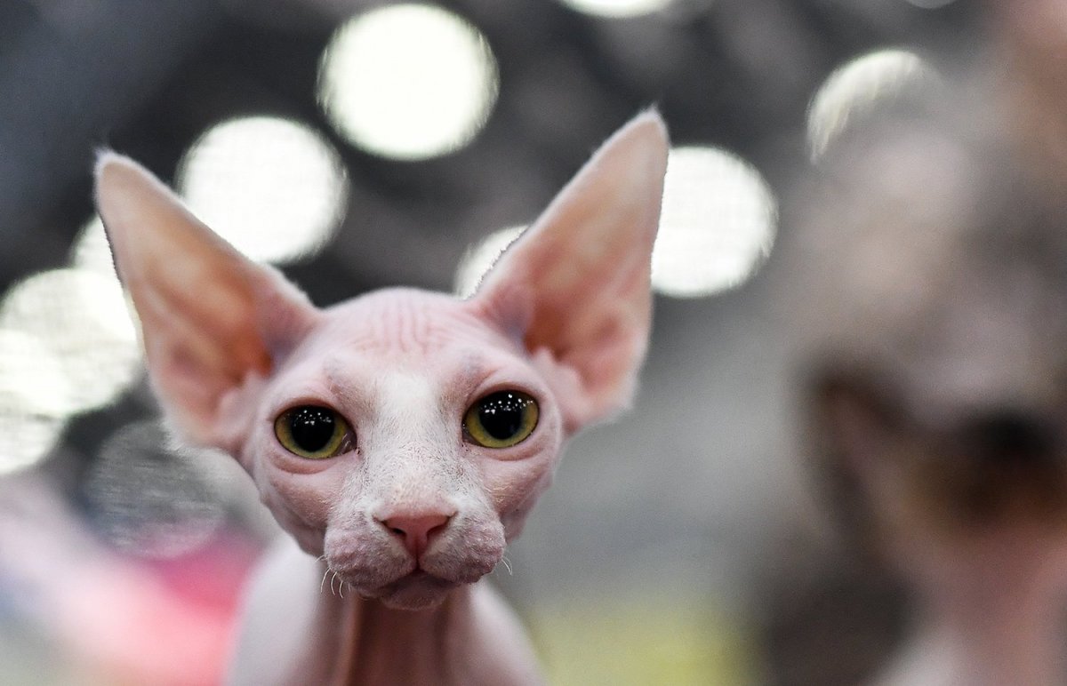 Персидский сфинкс