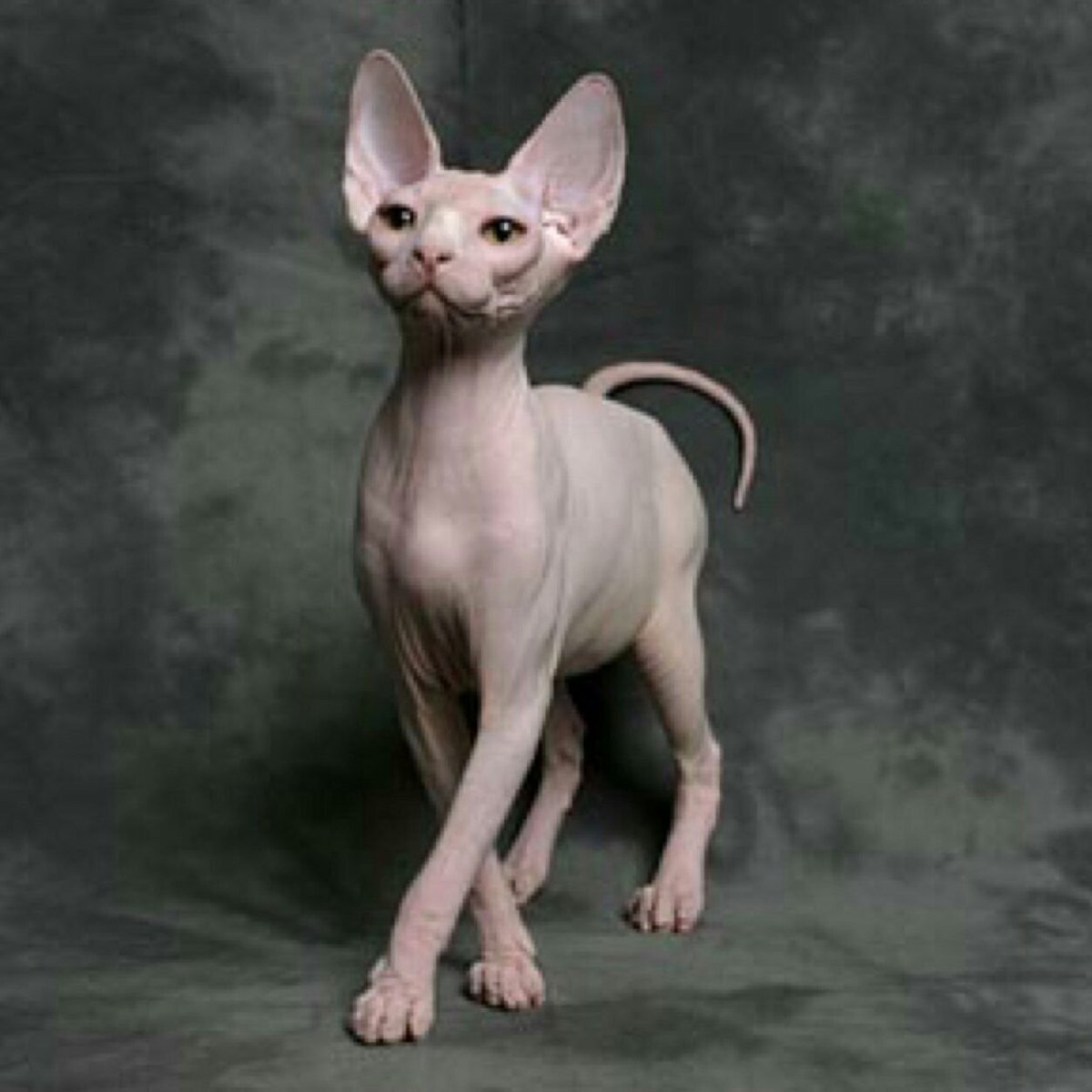 Канадский сфинкс Тоби