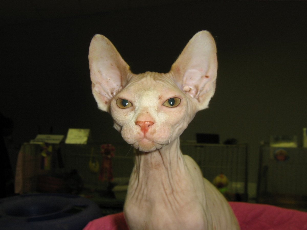 Ориентал кошка лысая
