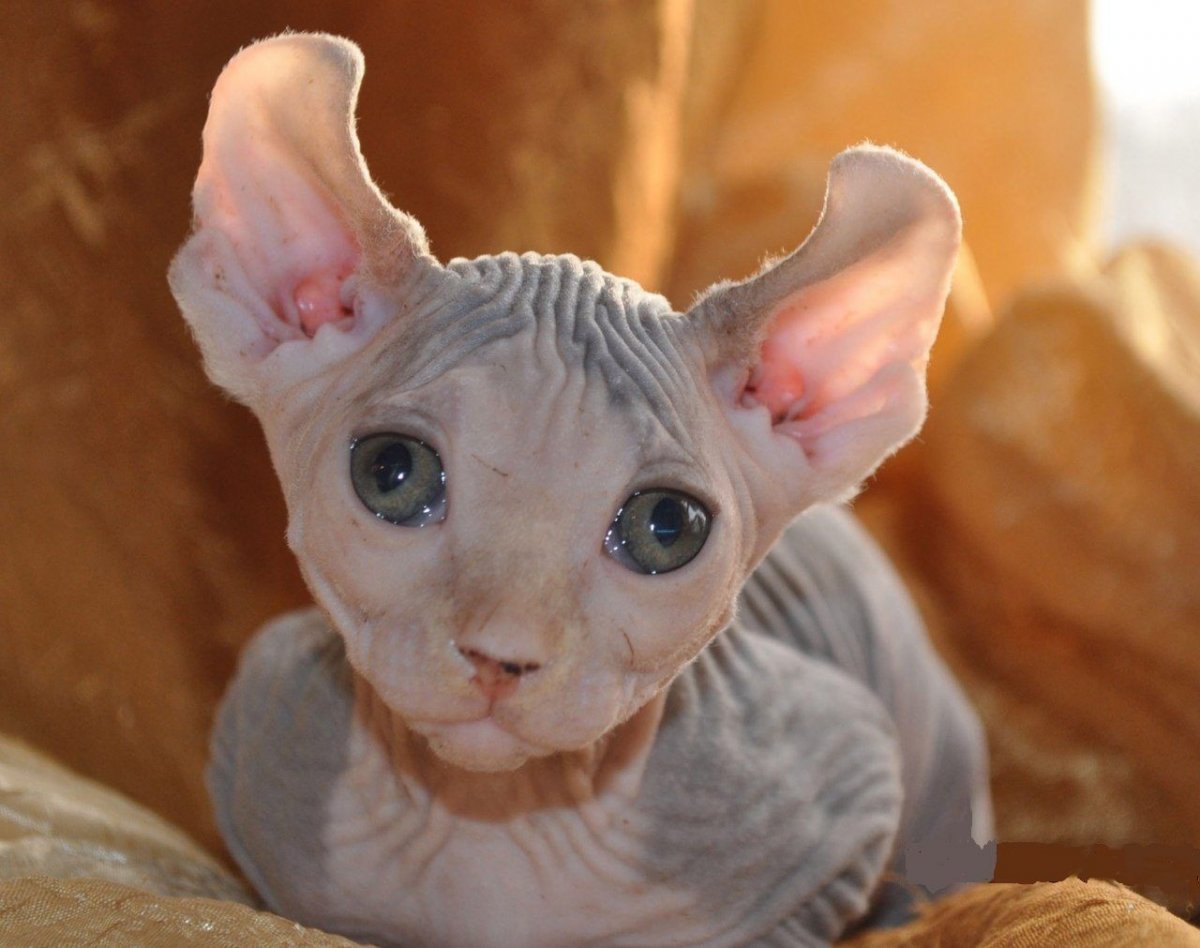 Самый страшный кот в мире