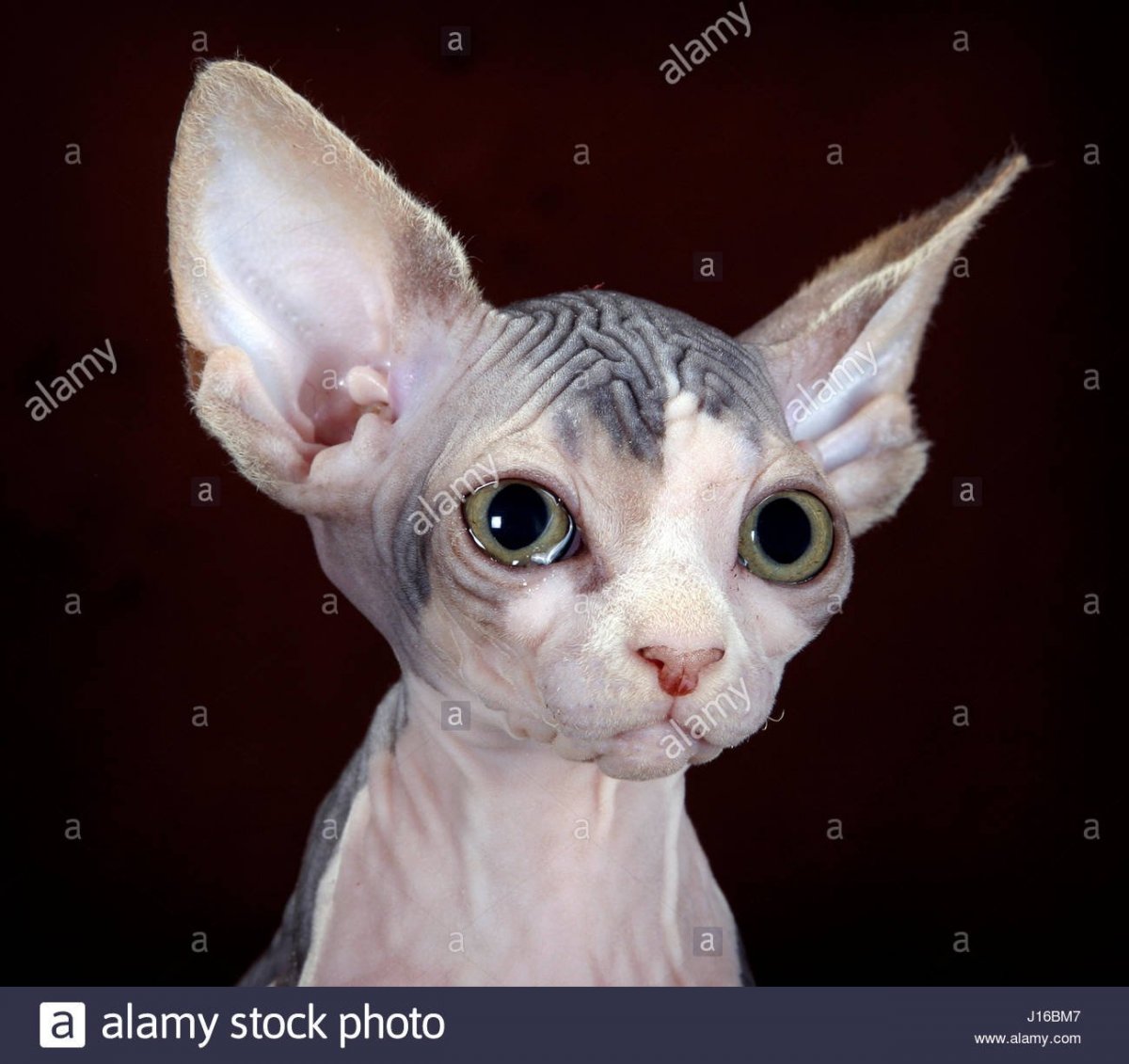 Порода лысых кошек с большими ушами