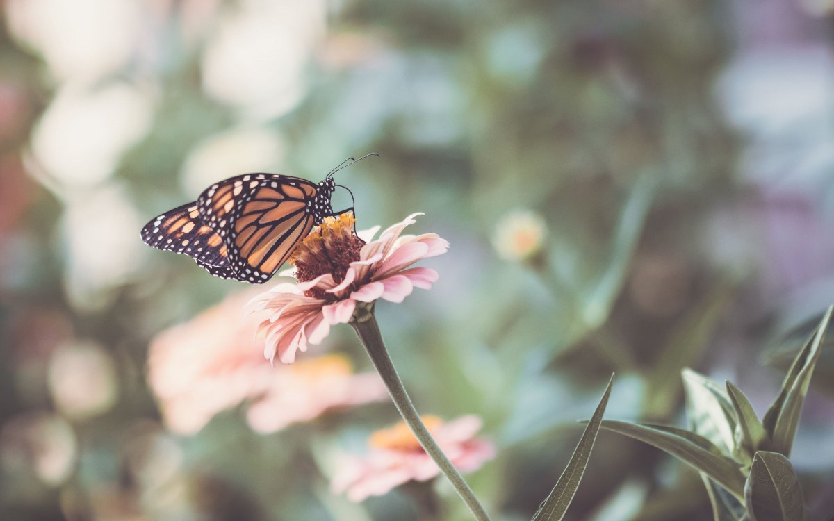 Крылья бабочки сериал