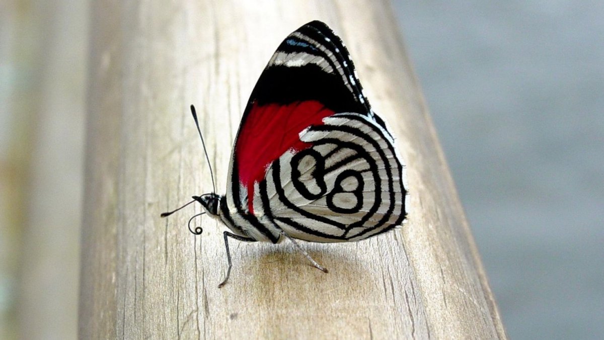 Фотографии бабочек обои