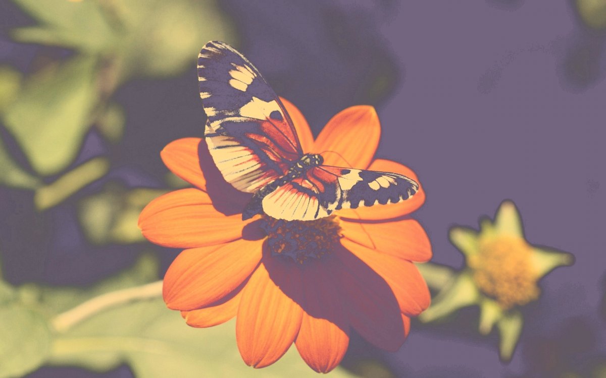 Заставка на рабочий стол бабочки