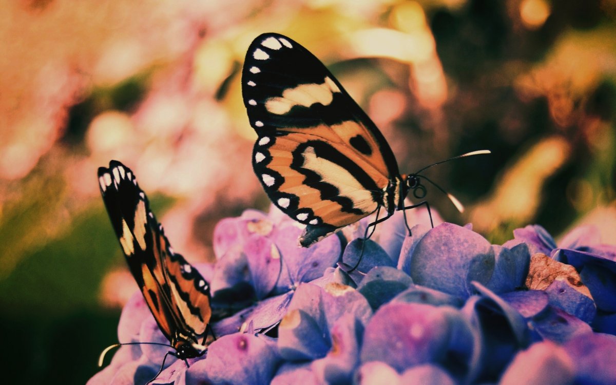 Обои две бабочки