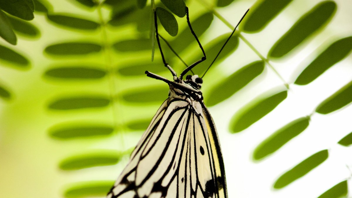 Бабочка на травинке