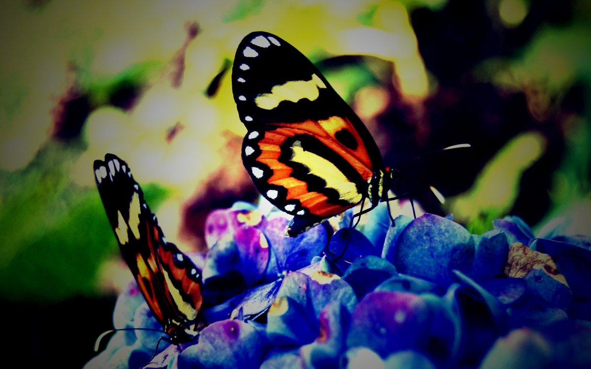 Бабочки 1920х1080