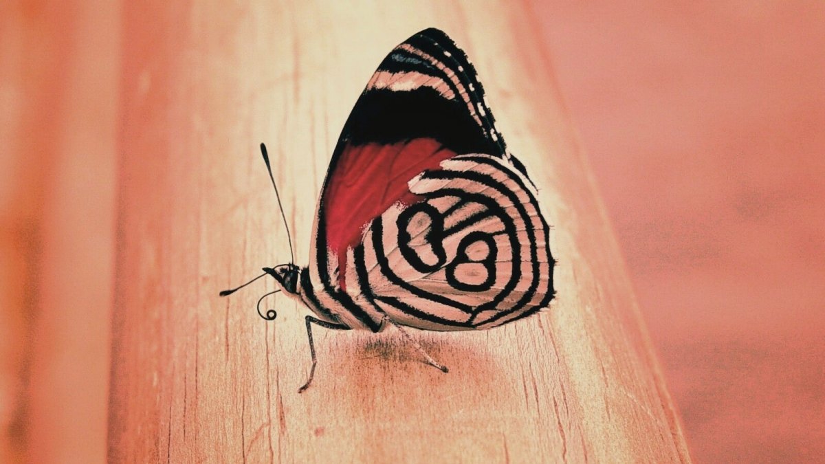 Бабочка на бревне