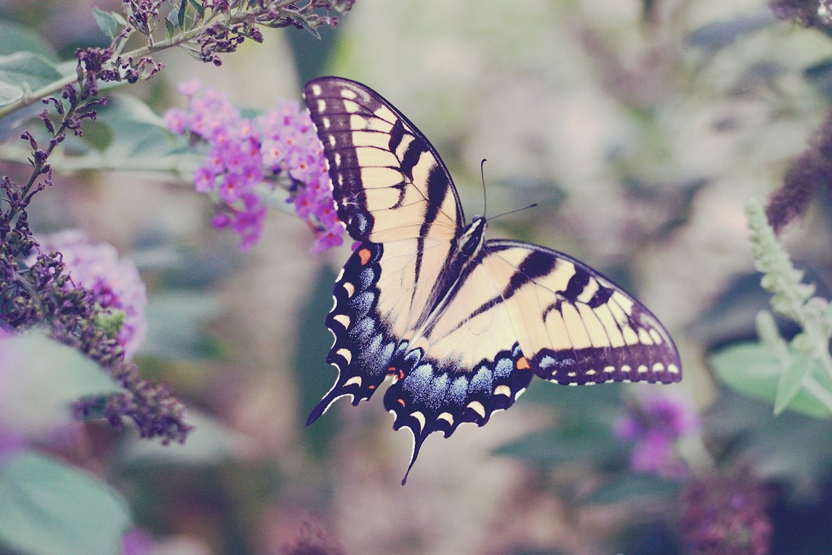 4k Butterfly Vintage