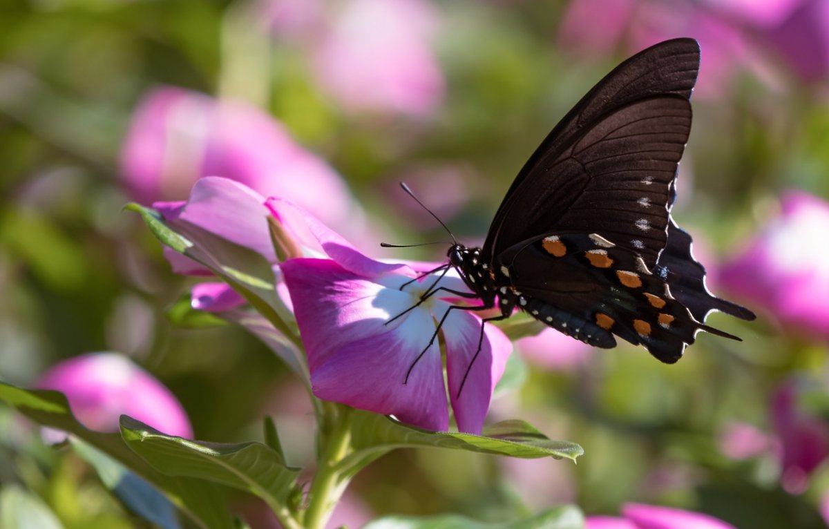 Бабочка в спорте
