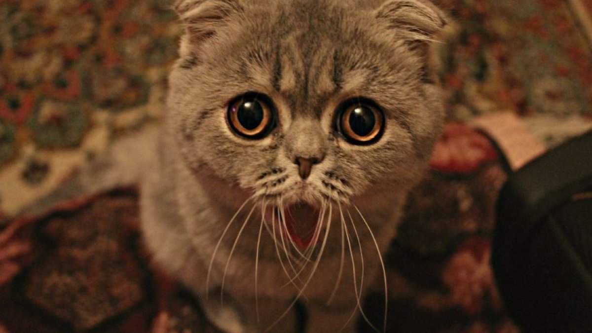 Кот Шрек глаза